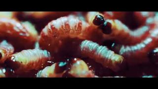 OPONENTE - DECRECIENDO [VIDEO OFICIAL]